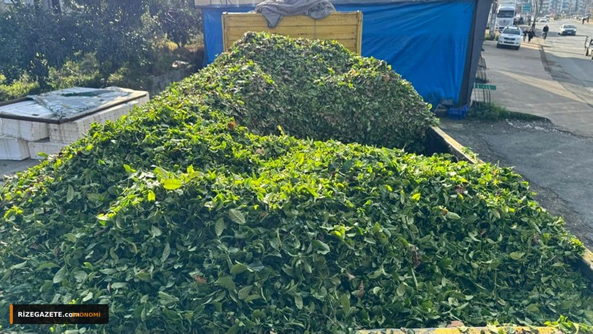 Rize'de ÇAYKUR Randevu Çilesi Sona Erdi: Üreticilere Nefes Aldıran Karar
