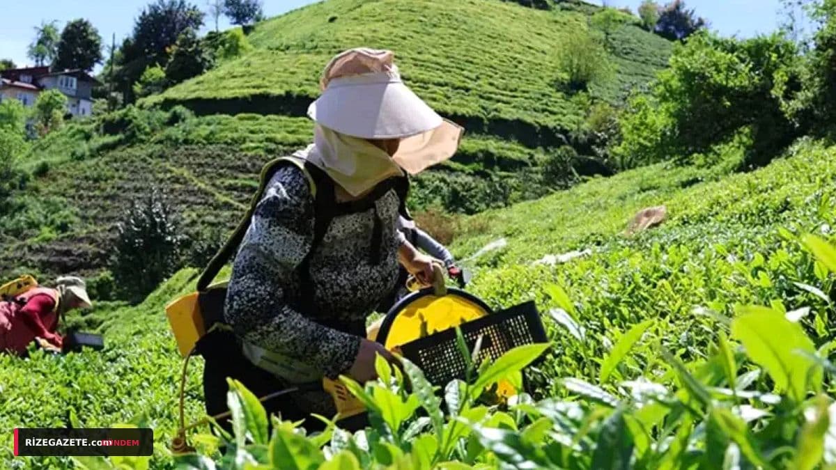 ÇAYKUR'dan Sevindirici Haber: Rize Çay Rekoltesi Geçen Yılki Seviyeyi Yakalamak Üzere