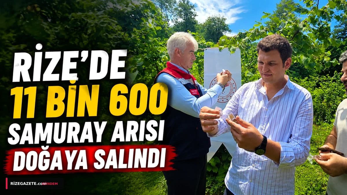 Rize Tarımına Umut Işığı: 11 Bini Aşkın Samuray Arısı Kahverengi Kokarca İle Mücadele İçin Göreve Başladı