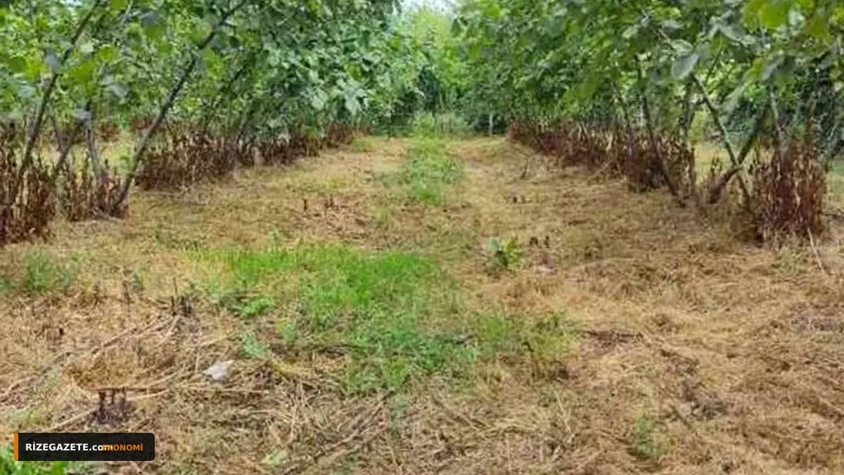 Rize'nin de Katkısıyla Doğu Karadeniz'den Rekor İhracat: İlk 6 Ayda 982 Milyon Doları Aşıldı!