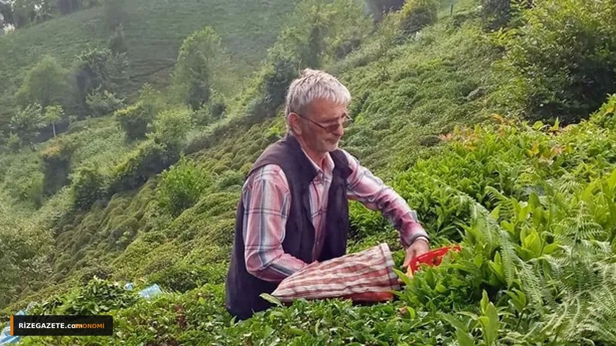 Rize'de İkinci Çay Sürgününde Kritik Geri Sayım: Üreticiden '10 Temmuz' Çağrısı, ÇAYKUR'dan 'Daha Erken Başlangıç' Sinyali