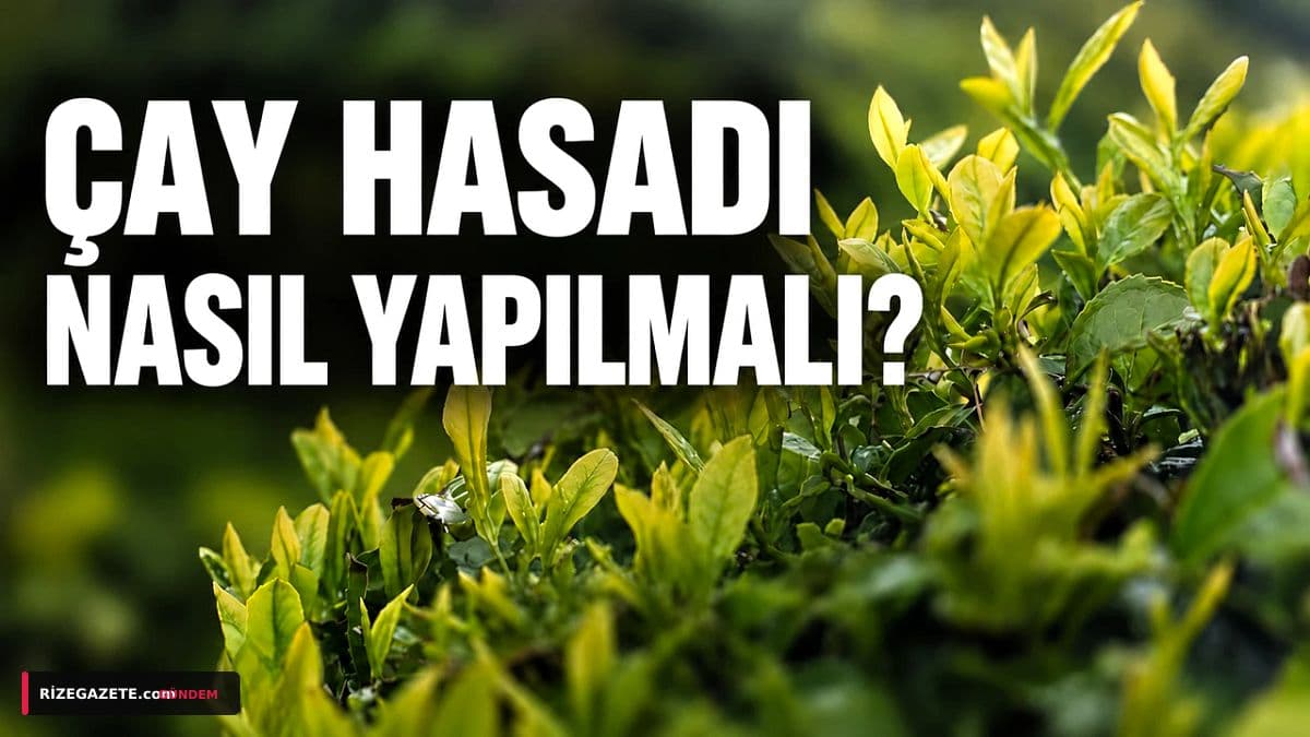 Rize'de İkinci Çay Sürgünü Başladı: Kaliteli Hasat İçin Altın Kurallar ve Kritik Uyarılar