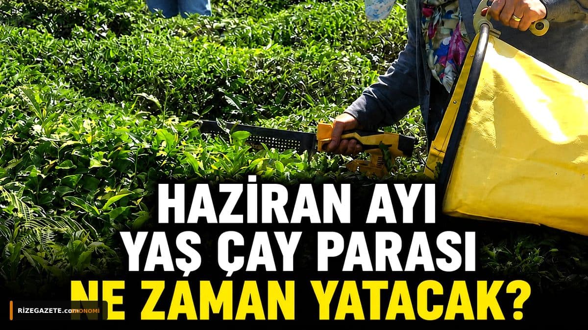 Rizeli Çay Üreticilerine Müjdeli Haber: Haziran Ayı Yaş Çay Ödemeleri 31 Temmuz'da Hesaplarda!