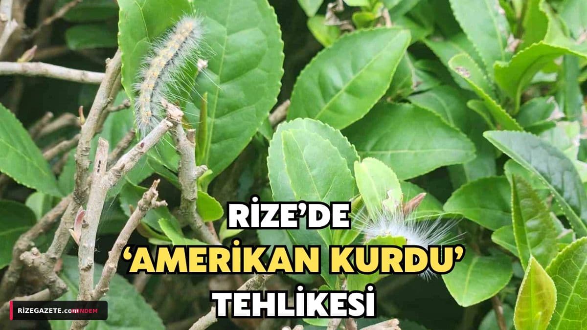 Rize'nin Tarım Alanları 'Amerikan Kurdu' İstilası Altında: Çay ve Fındık Bahçelerinde Büyük Tehlike!