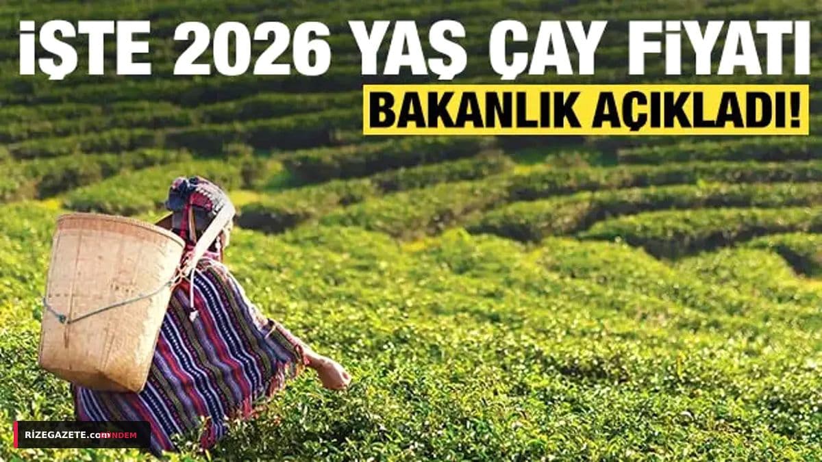 ÇAYKUR İkinci Sürgün Yaş Çay Alımlarında Rekor Kırıyor: Rize'de Üreticinin Umudu ve Endişesi Bir Arada