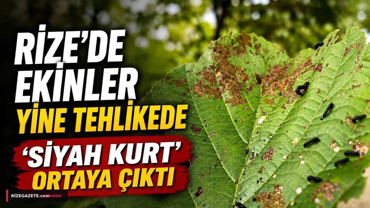 Rize'de 'Siyah Kurt' Alarmı: Kızılağaçlar Tehdit Altında, Ekolojik Denge Alarm Veriyor