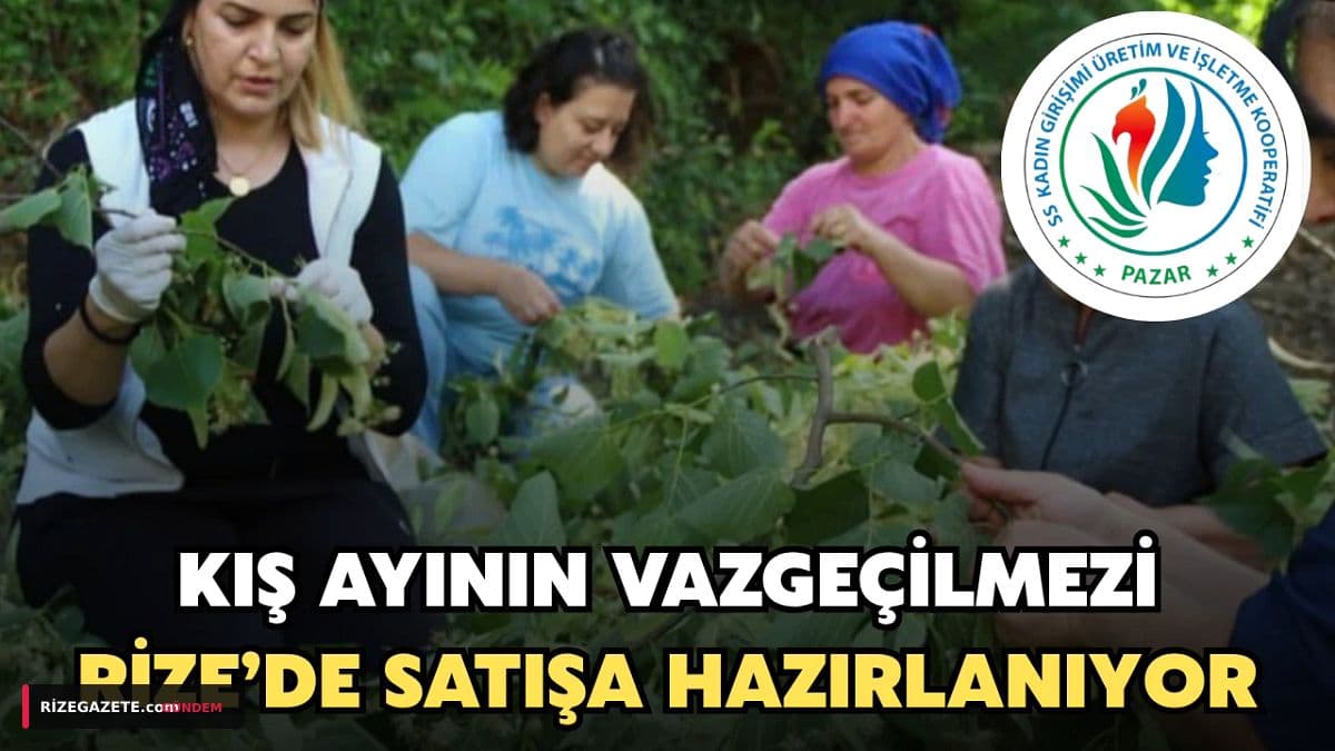 Rize'nin Yüksek Yaylalarında Şifa Hasadı: Ihlamur Kışa Hazırlanıyor, Fiyatı Belli Oldu