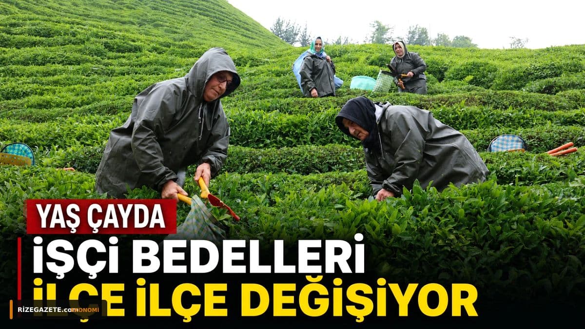 Rize'de Çay Hasadında Büyük Kriz: İşçi Yevmiyeleri Üreticileri İkiye Böldü, Fahiş Fiyat Uyarısı!
