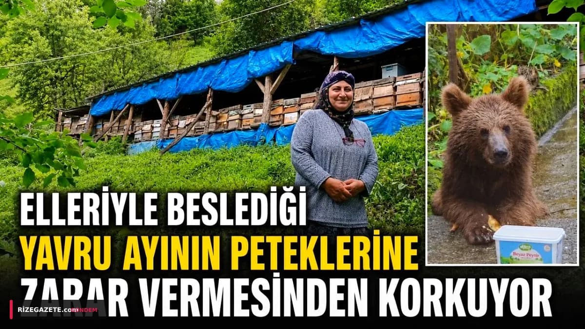 Rize Çamlıhemşin'de Ayı Paniği: Beslenen Yavrular Tehdit mi Oluşturuyor?