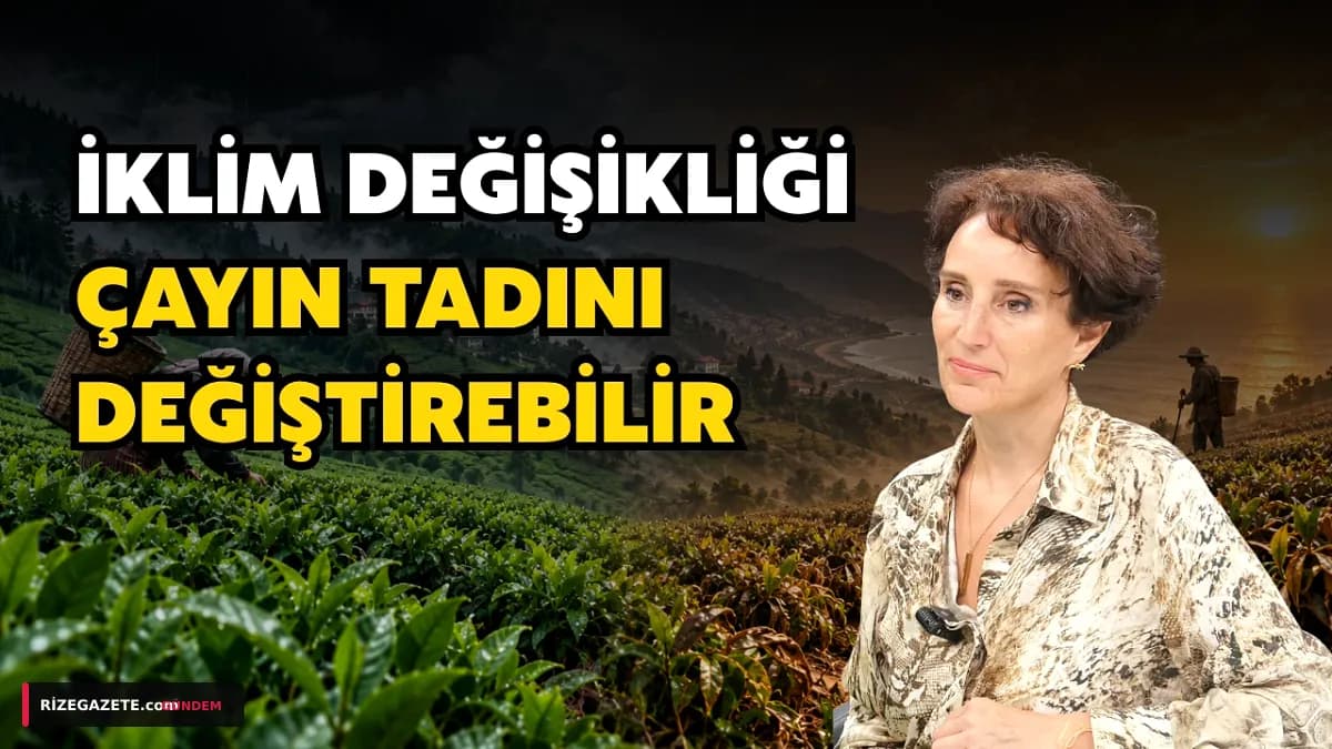 Rize Çayının Geleceği Tehdit Altında: İklim Değişikliği Tadı ve Kaliteyi Nasıl Etkileyecek?