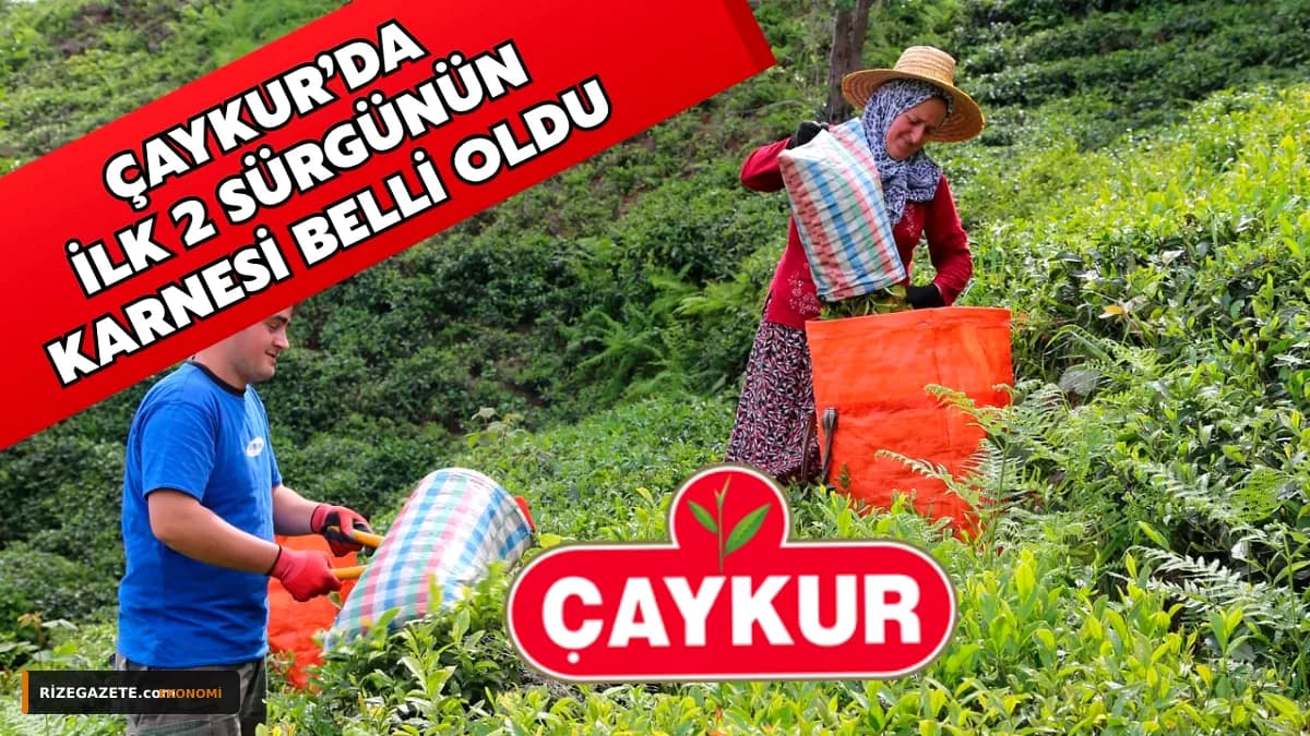ÇAYKUR Üçüncü Sürgün Alımlarında 127 Bin Tona Ulaştı: Rize'de Çay Sektörü Son Hasada Odaklandı
