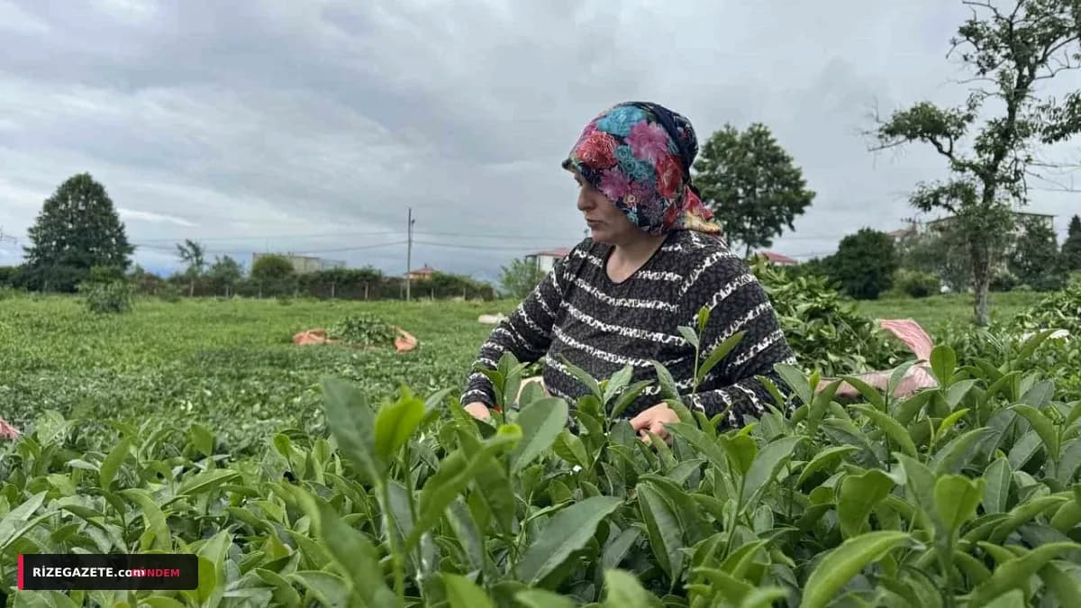 Rize'de İkinci Sürgün Yaş Çay Alımları Hız Kesmeden Sürüyor: Üreticiden 'Fiyat' ve 'Kota' İsyanı