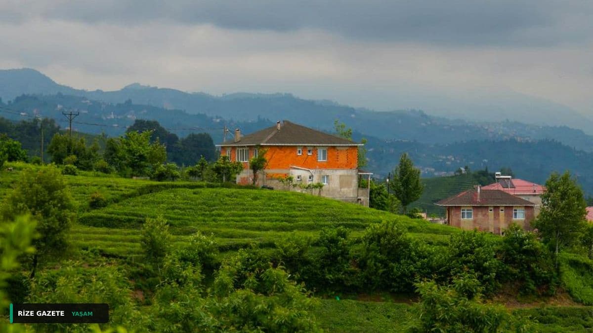 Rize'de Çay Bahçelerinde Yılan İstilası: Üreticiler Tedirgin ve Alarmda!
